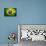 Flag Of Brasil-Cla78-Mounted Art Print displayed on a wall