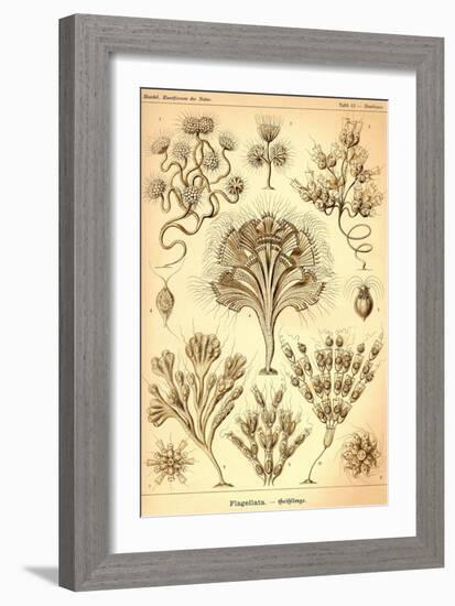 Flagellates-Ernst Haeckel-Framed Art Print