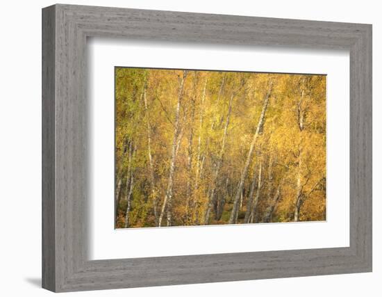 Flakes of Gold-Doug Chinnery-Framed Photographic Print