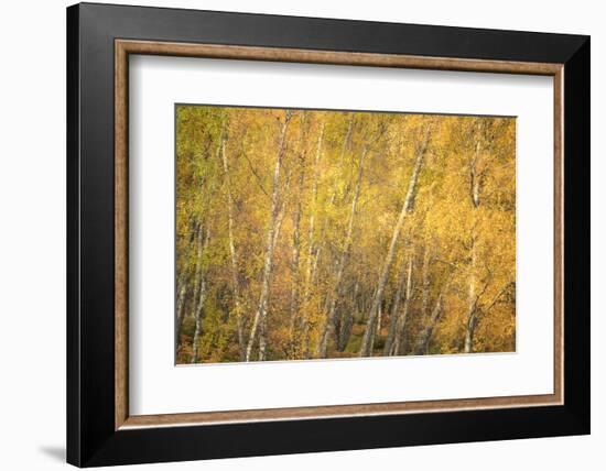 Flakes of Gold-Doug Chinnery-Framed Photographic Print