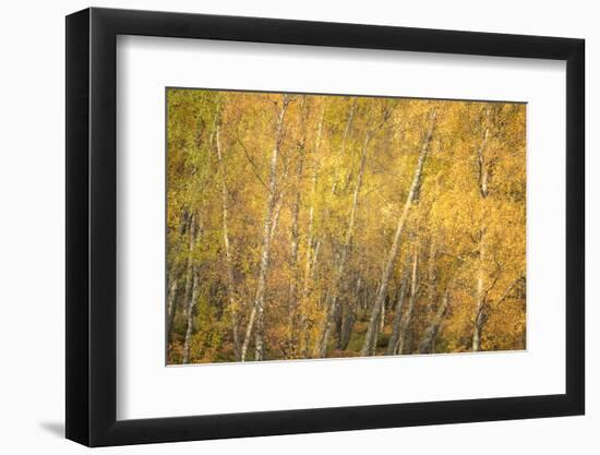 Flakes of Gold-Doug Chinnery-Framed Photographic Print