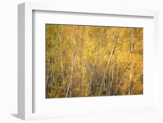 Flakes of Gold-Doug Chinnery-Framed Photographic Print