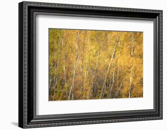 Flakes of Gold-Doug Chinnery-Framed Photographic Print
