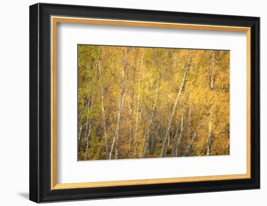 Flakes of Gold-Doug Chinnery-Framed Photographic Print