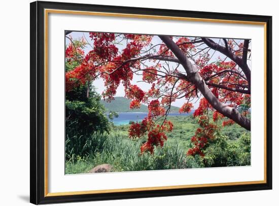 Flamboyan Tree On Culebra, Puerto Rico-George Oze-Framed Photographic Print