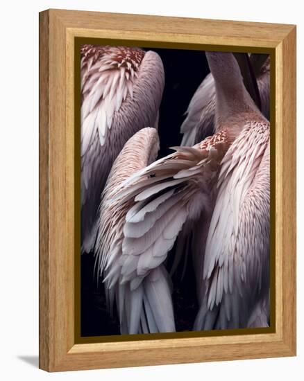 Flamboyance 1-Design Fabrikken-Framed Premier Image Canvas