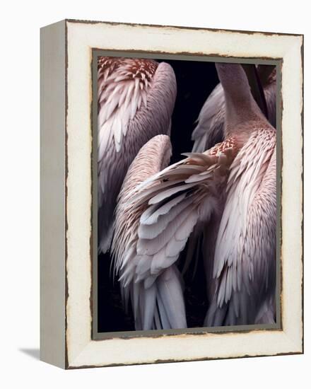 Flamboyance 1-Design Fabrikken-Framed Premier Image Canvas