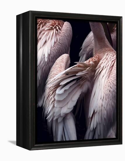 Flamboyance 1-Design Fabrikken-Framed Premier Image Canvas