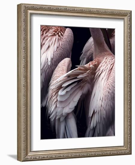 Flamboyance 1-Design Fabrikken-Framed Photographic Print