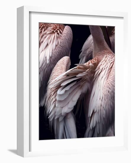 Flamboyance 1-Design Fabrikken-Framed Photographic Print