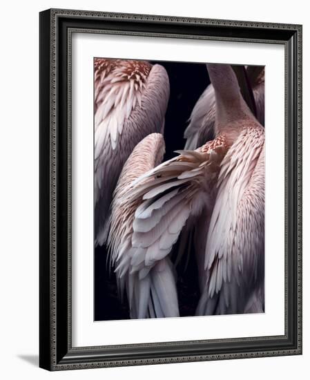 Flamboyance 1-Design Fabrikken-Framed Photographic Print