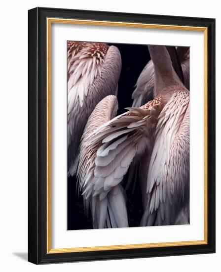 Flamboyance 1-Design Fabrikken-Framed Photographic Print