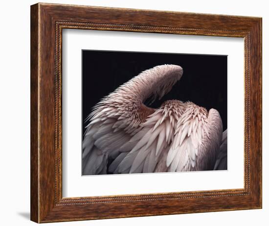 Flamboyance 2-Design Fabrikken-Framed Photographic Print