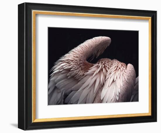 Flamboyance 2-Design Fabrikken-Framed Photographic Print