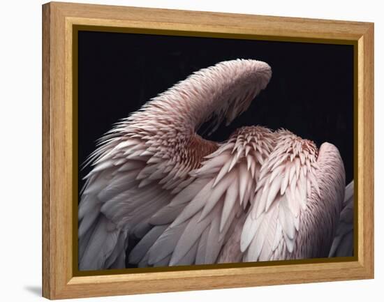 Flamboyance 2-Design Fabrikken-Framed Premier Image Canvas