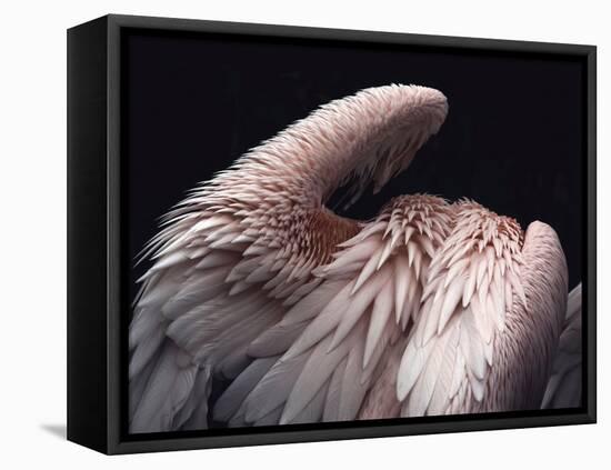 Flamboyance 2-Design Fabrikken-Framed Premier Image Canvas