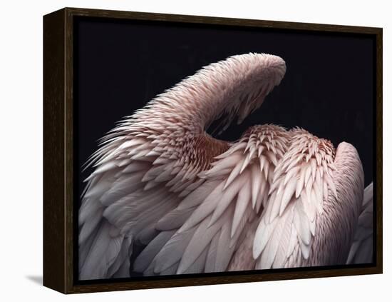 Flamboyance 2-Design Fabrikken-Framed Premier Image Canvas