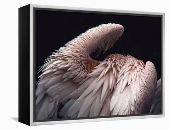 Flamboyance 2-Design Fabrikken-Framed Premier Image Canvas