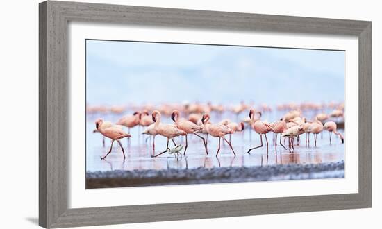 Flamboyance of Flamingos-Wink Gaines-Framed Giclee Print