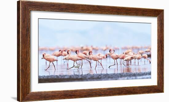 Flamboyance of Flamingos-Wink Gaines-Framed Giclee Print