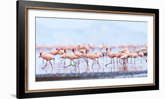 Flamboyance of Flamingos-Wink Gaines-Framed Giclee Print