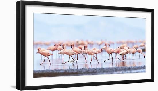 Flamboyance of Flamingos-Wink Gaines-Framed Giclee Print