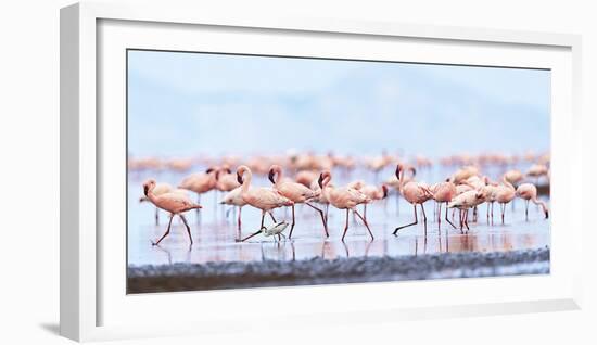 Flamboyance of Flamingos-Wink Gaines-Framed Giclee Print