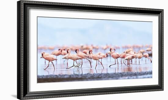 Flamboyance of Flamingos-Wink Gaines-Framed Giclee Print