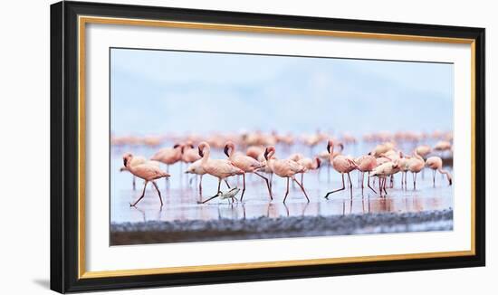 Flamboyance of Flamingos-Wink Gaines-Framed Giclee Print