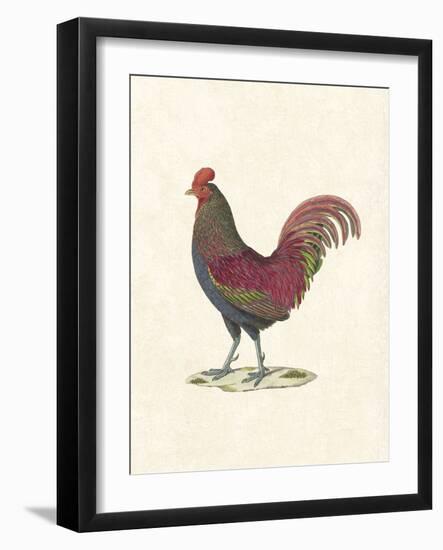 Flamboyant Cockerel-The Vintage Collection-Framed Giclee Print