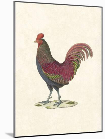 Flamboyant Cockerel-The Vintage Collection-Mounted Giclee Print