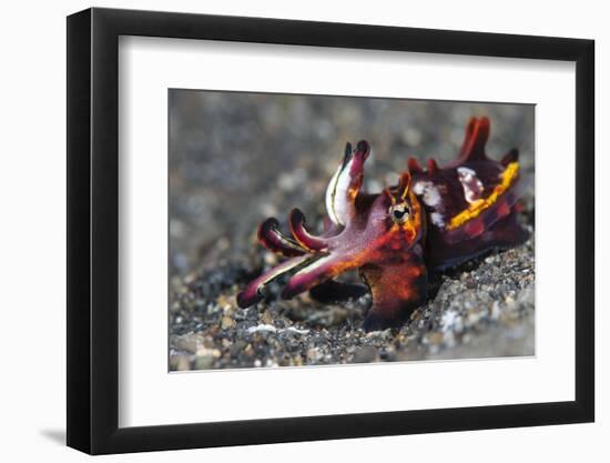 Flamboyant Cuttlefish (Metasepia Pfefferi) Moving Across The Sand At Night-Alex Mustard-Framed Photographic Print