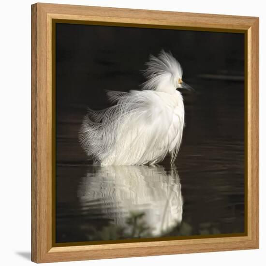 Flamboyant Flair-Wink Gaines-Framed Stretched Canvas