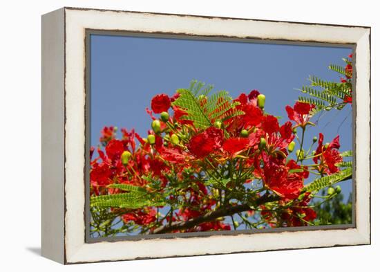 Flamboyant Tree in Bloom, Ile Royale, Salvation Islands, French Guiana-Cindy Miller Hopkins-Framed Premier Image Canvas