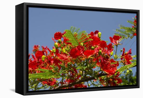 Flamboyant Tree in Bloom, Ile Royale, Salvation Islands, French Guiana-Cindy Miller Hopkins-Framed Premier Image Canvas