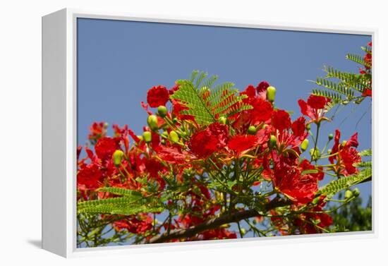 Flamboyant Tree in Bloom, Ile Royale, Salvation Islands, French Guiana-Cindy Miller Hopkins-Framed Premier Image Canvas