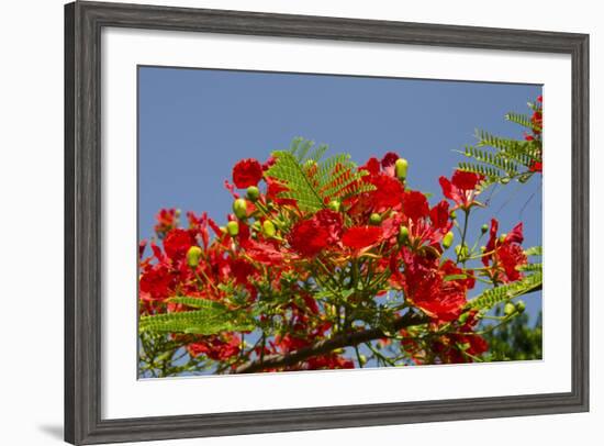 Flamboyant Tree in Bloom, Ile Royale, Salvation Islands, French Guiana-Cindy Miller Hopkins-Framed Photographic Print