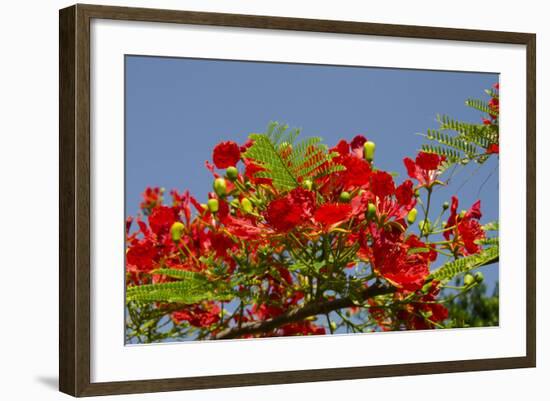 Flamboyant Tree in Bloom, Ile Royale, Salvation Islands, French Guiana-Cindy Miller Hopkins-Framed Photographic Print