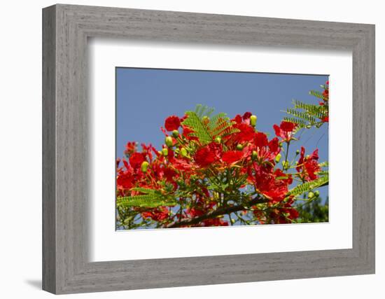 Flamboyant Tree in Bloom, Ile Royale, Salvation Islands, French Guiana-Cindy Miller Hopkins-Framed Photographic Print