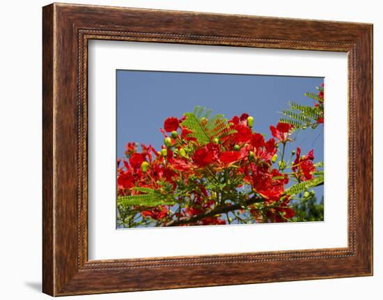 Flamboyant Tree in Bloom, Ile Royale, Salvation Islands, French Guiana-Cindy Miller Hopkins-Framed Photographic Print