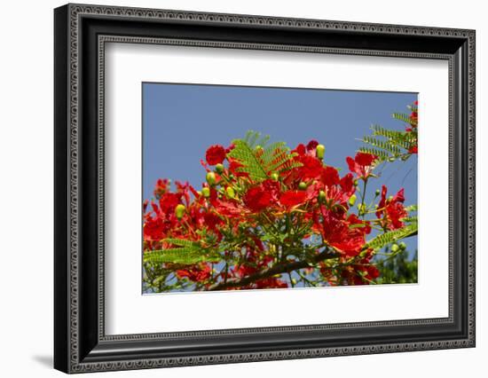 Flamboyant Tree in Bloom, Ile Royale, Salvation Islands, French Guiana-Cindy Miller Hopkins-Framed Photographic Print