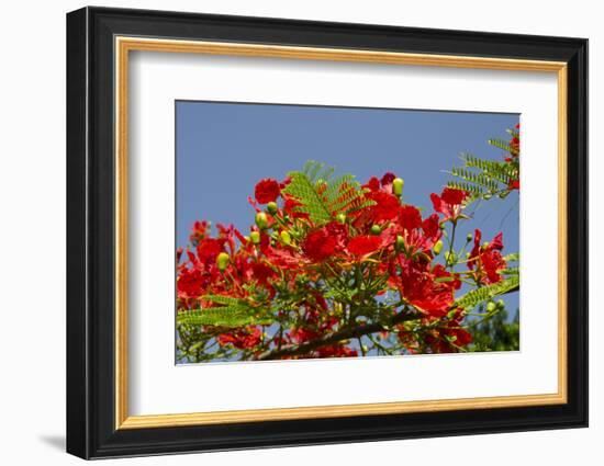 Flamboyant Tree in Bloom, Ile Royale, Salvation Islands, French Guiana-Cindy Miller Hopkins-Framed Photographic Print