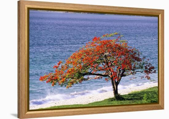 Flamboyant Tree-David Nunuk-Framed Premier Image Canvas