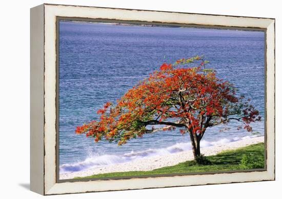 Flamboyant Tree-David Nunuk-Framed Premier Image Canvas