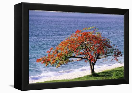 Flamboyant Tree-David Nunuk-Framed Premier Image Canvas