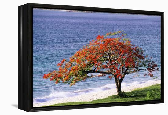 Flamboyant Tree-David Nunuk-Framed Premier Image Canvas