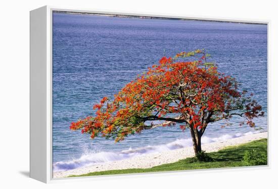 Flamboyant Tree-David Nunuk-Framed Premier Image Canvas