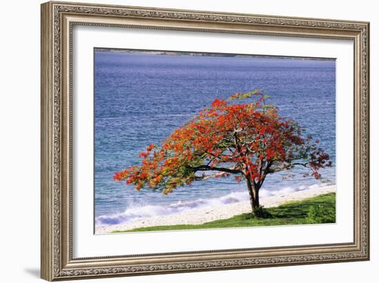 Flamboyant Tree-David Nunuk-Framed Photographic Print