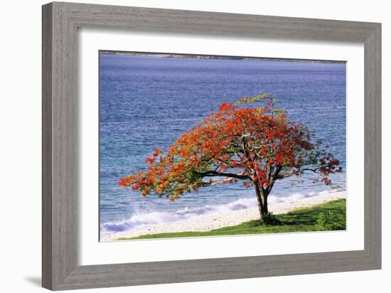 Flamboyant Tree-David Nunuk-Framed Photographic Print