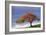 Flamboyant Tree-David Nunuk-Framed Photographic Print